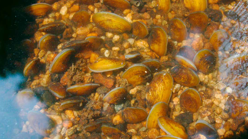 Die Flussperlmuschel – Rettung durch Nachzucht